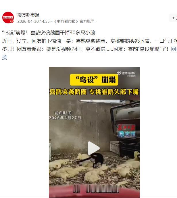 解释不清了！4月30日报道，辽宁，一只喜鹊飞进鹅圈，把30多只雏鹅的脑袋一只只揪