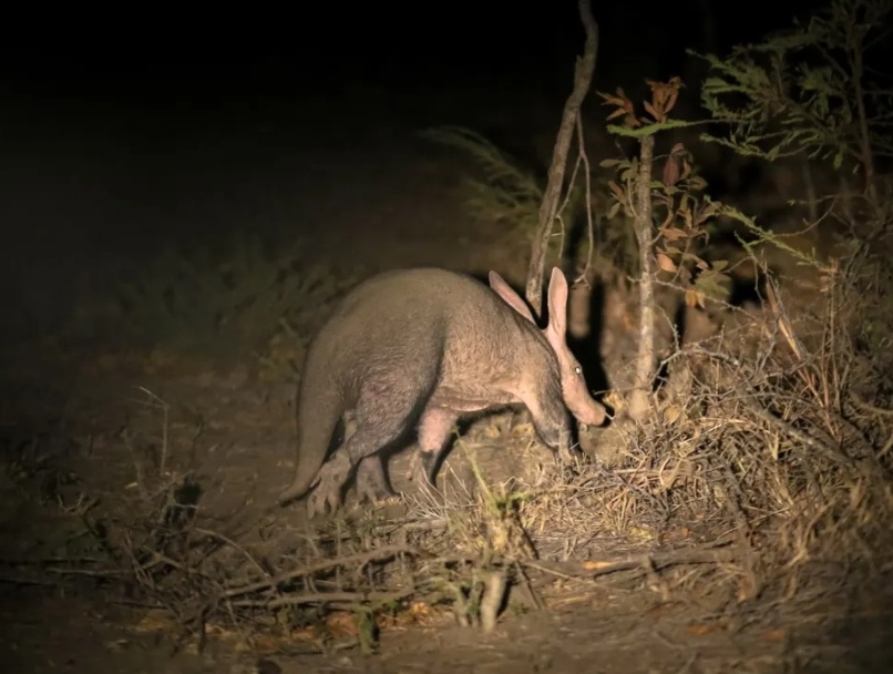 【非洲最强挖掘机竟然是一只“猪”？】土豚是一种严格夜行性的动物，非常难见到。很多