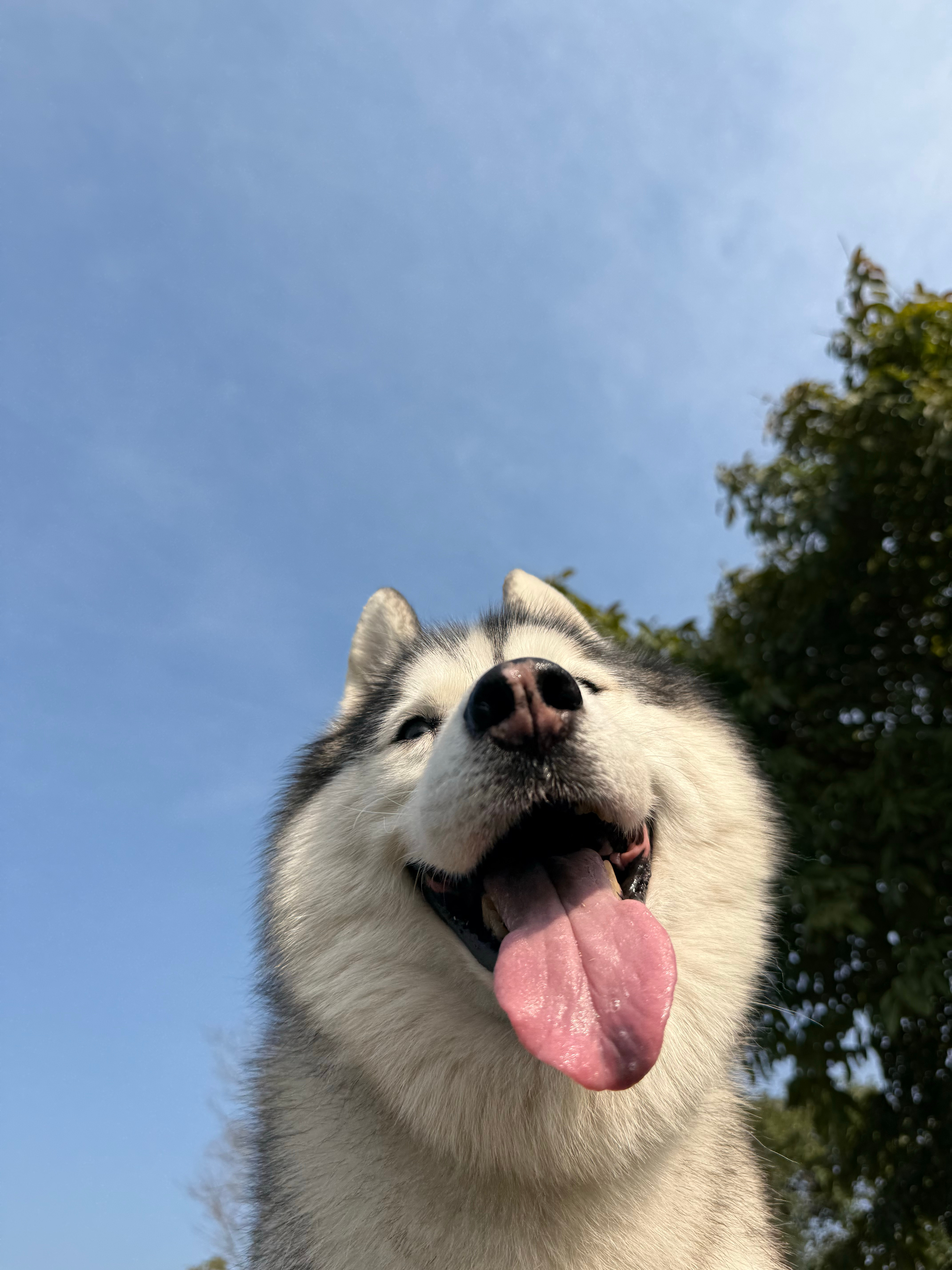 哈士奇  请以你的名字呼唤我