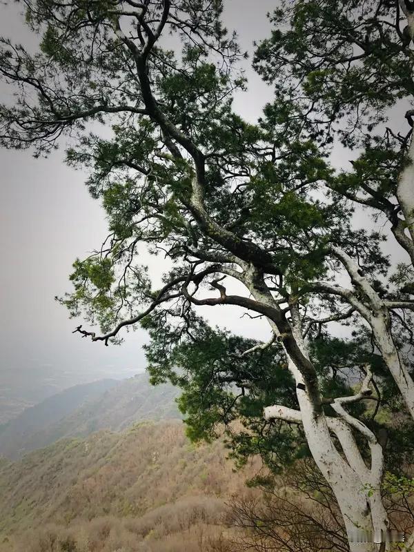 “山中易见千年树”
此上联意境佳
下联“世上难逢百岁人”正合适
深山里
常见历经