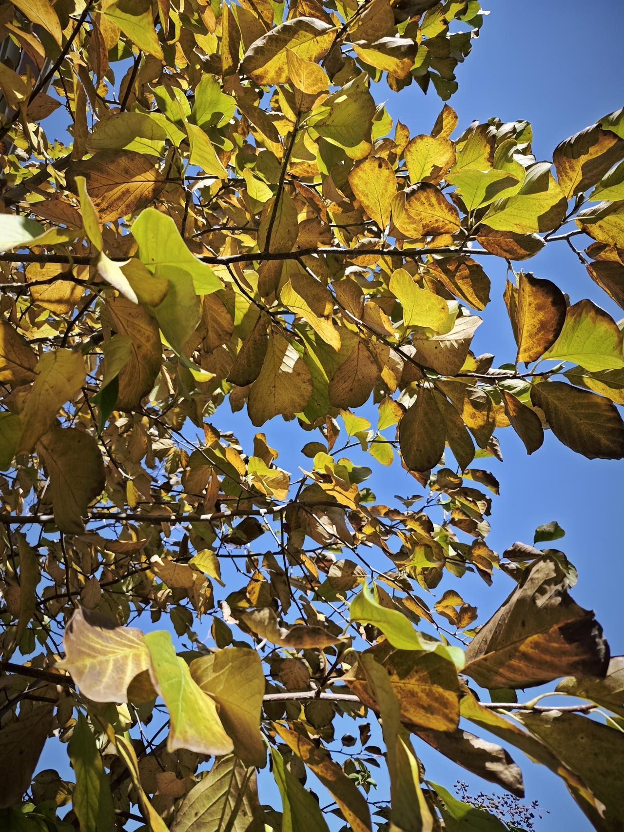 我打算把平安的信用卡注销了。
那天第一次查账单发现上个月竟然有80多利息和20多