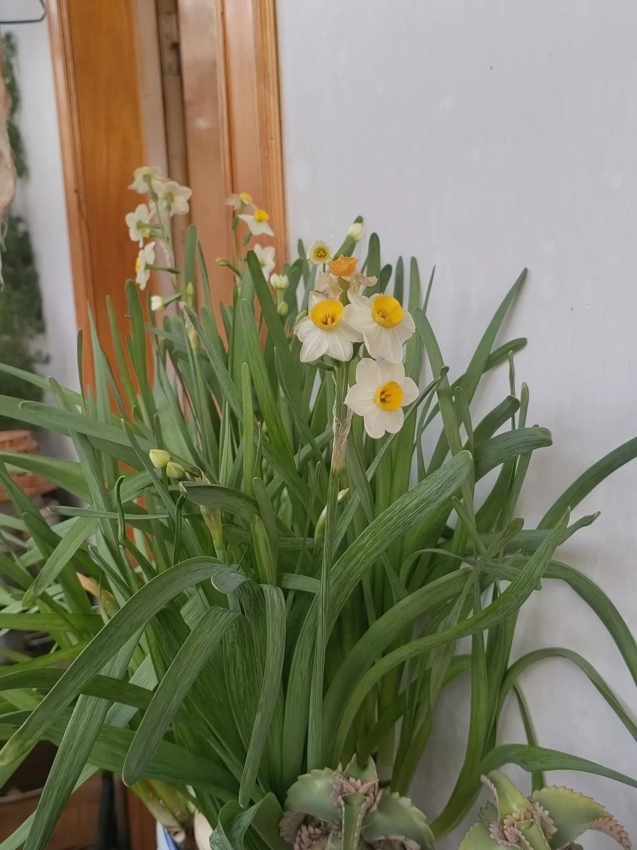 水仙花花中君子。