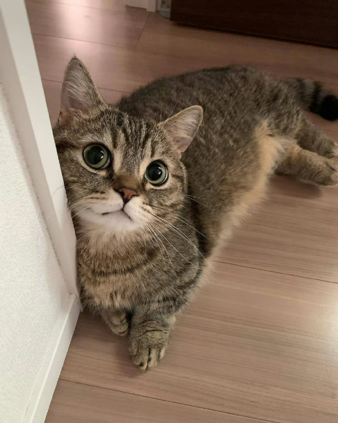 被招财猫看到的人，六月会有财运出现。运势