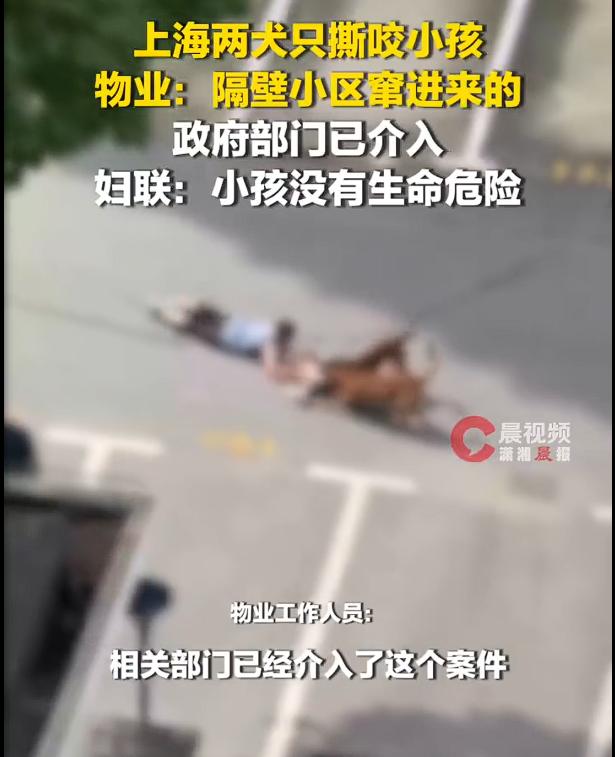上海两只狗咬住一幼童拖行，大人趴地奋力争夺，根据媒体的采访得知，孩子正治疗，无生