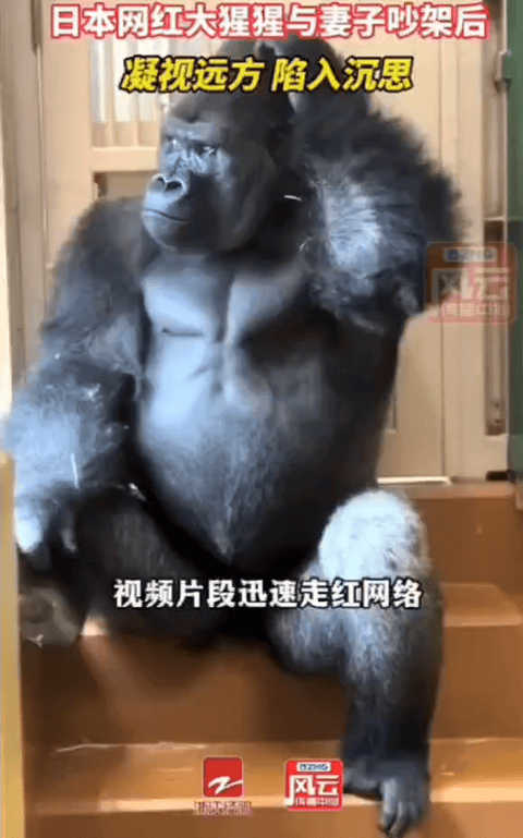 如果给这只猩猩点一根烟，我承认他就和我一模一样了。
日本东山动物园里有一只网红猩