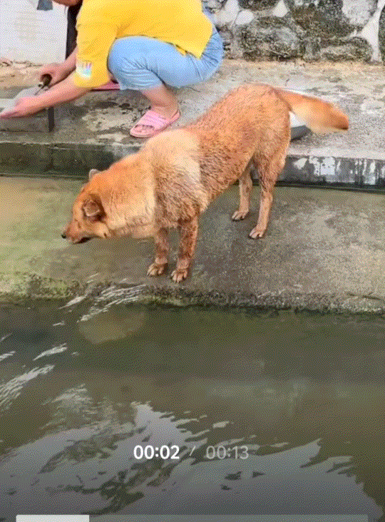 谁能料到原本上桌的鲜鱼，竟被家里土狗偷偷救下，打破了主人一顿家常菜的计划。湖南这