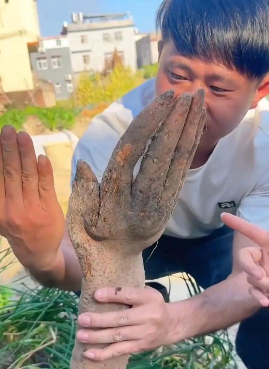 老人在菜地挖到酷似人手的淮山药这件事，因为太像，我个人判断是模具导致。你说，那为