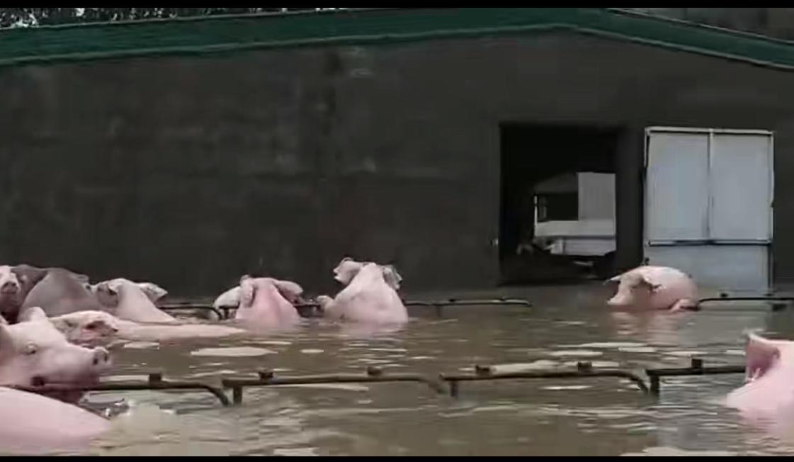 陆丰洪灾猪场   上万头生猪漂在泥水里   老板痛哭  半辈子积蓄全打水漂

大