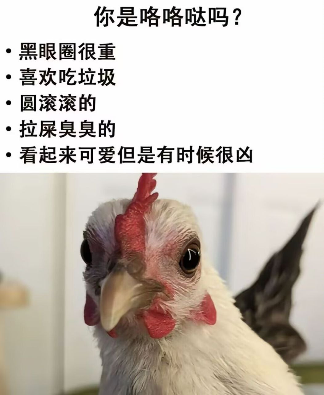 你是咯咯哒吗 ​​​