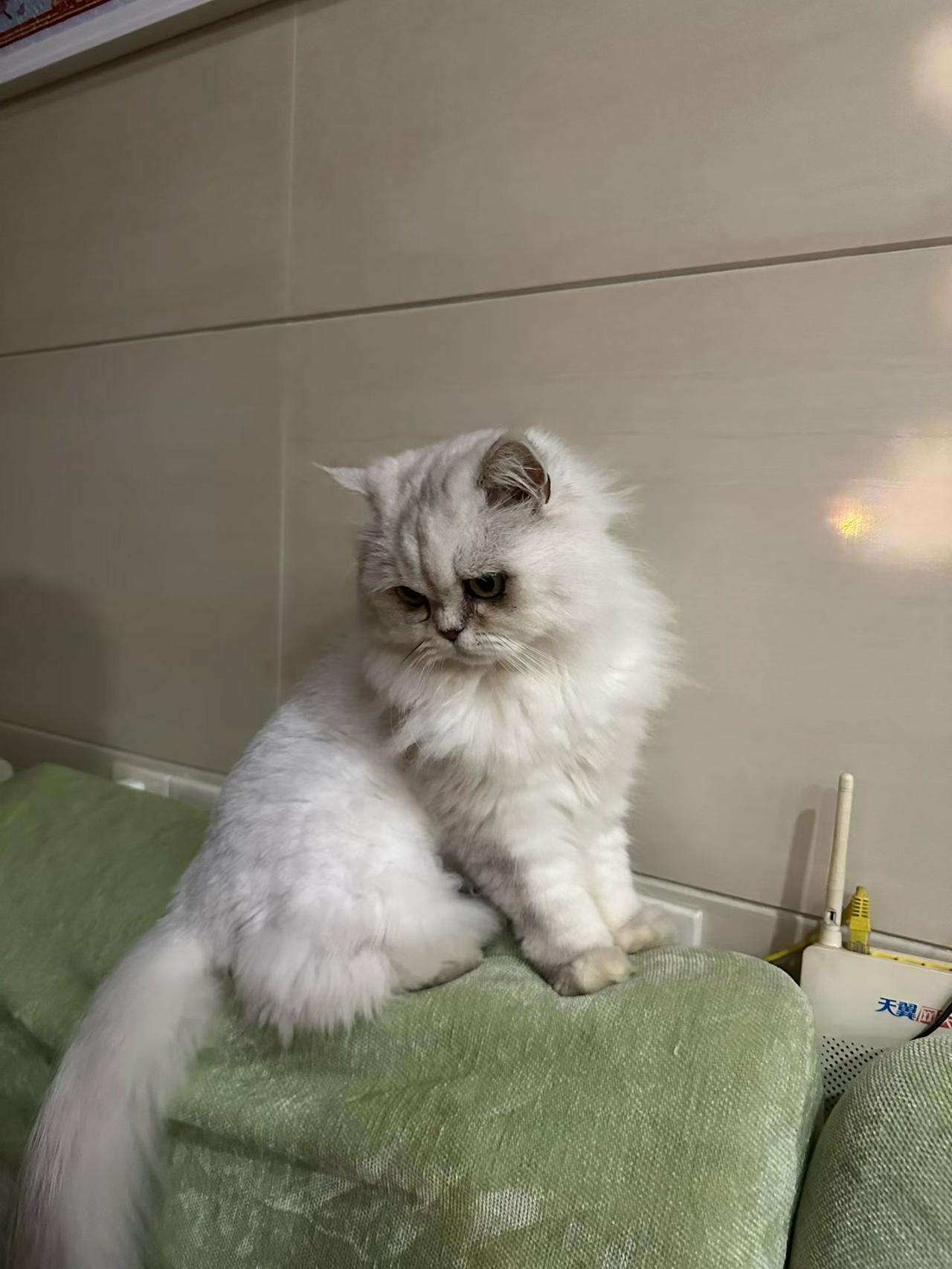 朋友家软乎乎的小白猫见到有客人来“嗖”地一下跳上沙发🥰，脑袋蹭来蹭去，尾巴轻轻