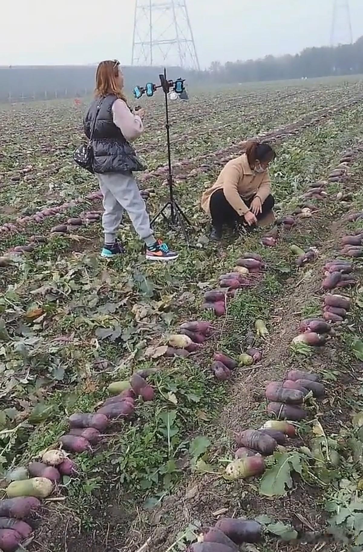 一个人在家做电商，不容易啊，一大早达人主播就陆续到场了，估计这5000多斤萝卜半