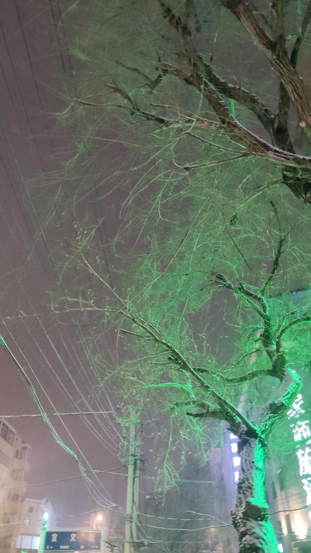 记录我的2026雪大了，雪绿了