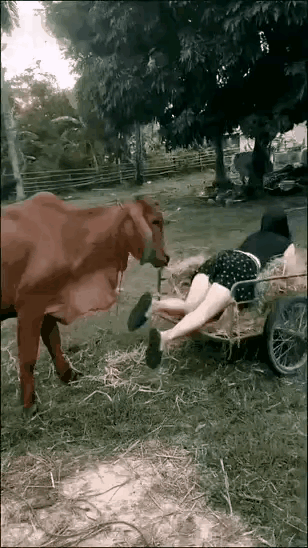 牲口永远是牲口
