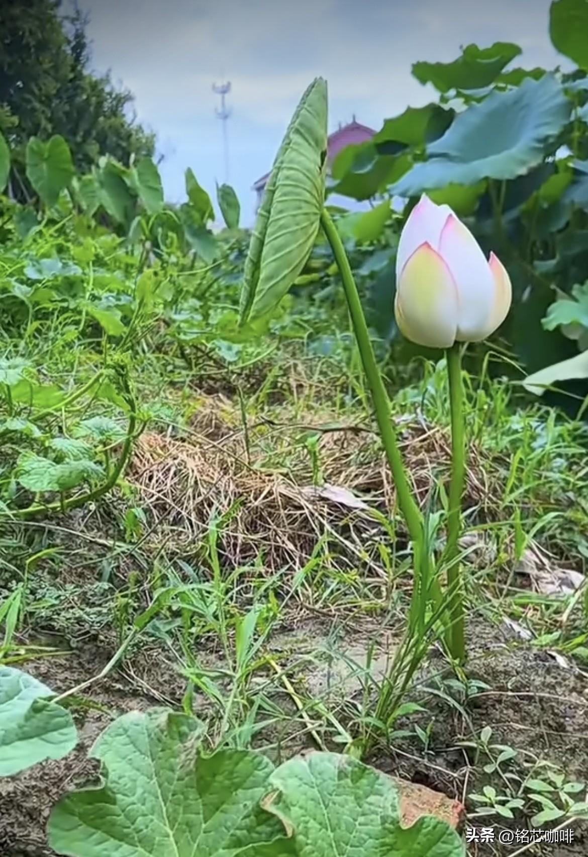 淤泥为伴，野草为邻。
一朵荷撑起自己的盛夏‼️
随拍