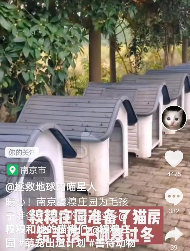 南京糗糗庄园的400百多只流浪猫，都有了安乐的小窝，温暖的毛毯和棉被。感谢志愿者