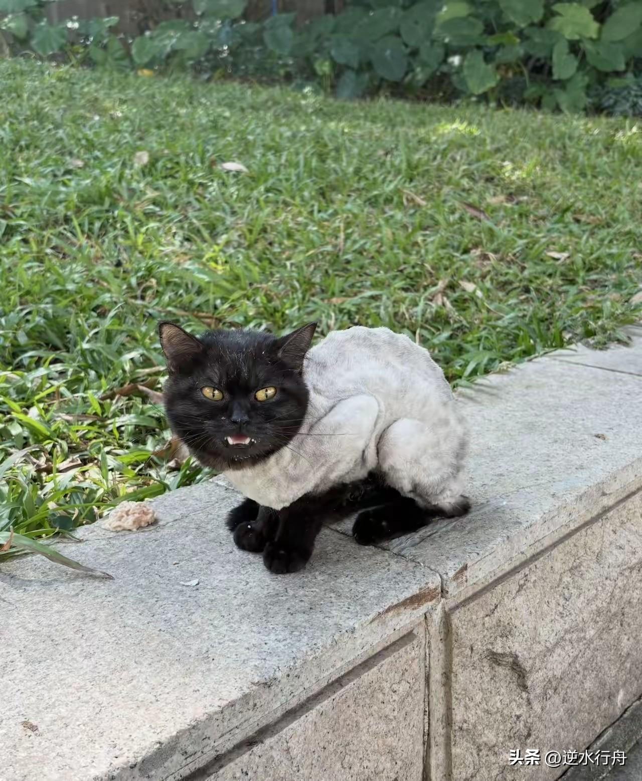 毛孩子把家里的小猫毛给剃了，小猫不敢反抗跑出来躲在花园里不敢回家。家里人看它一直