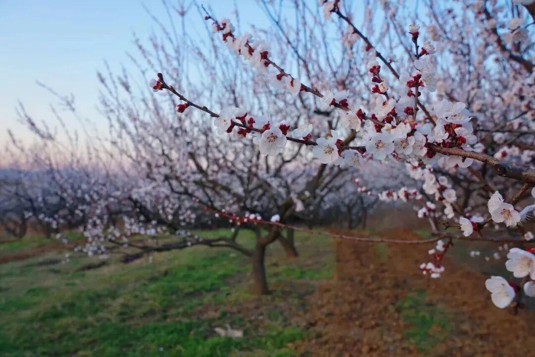 枣阳熊河风景区（3月桃花）
40万株桃花临湖，可乘船赏花，湖光花色相映。
 
老