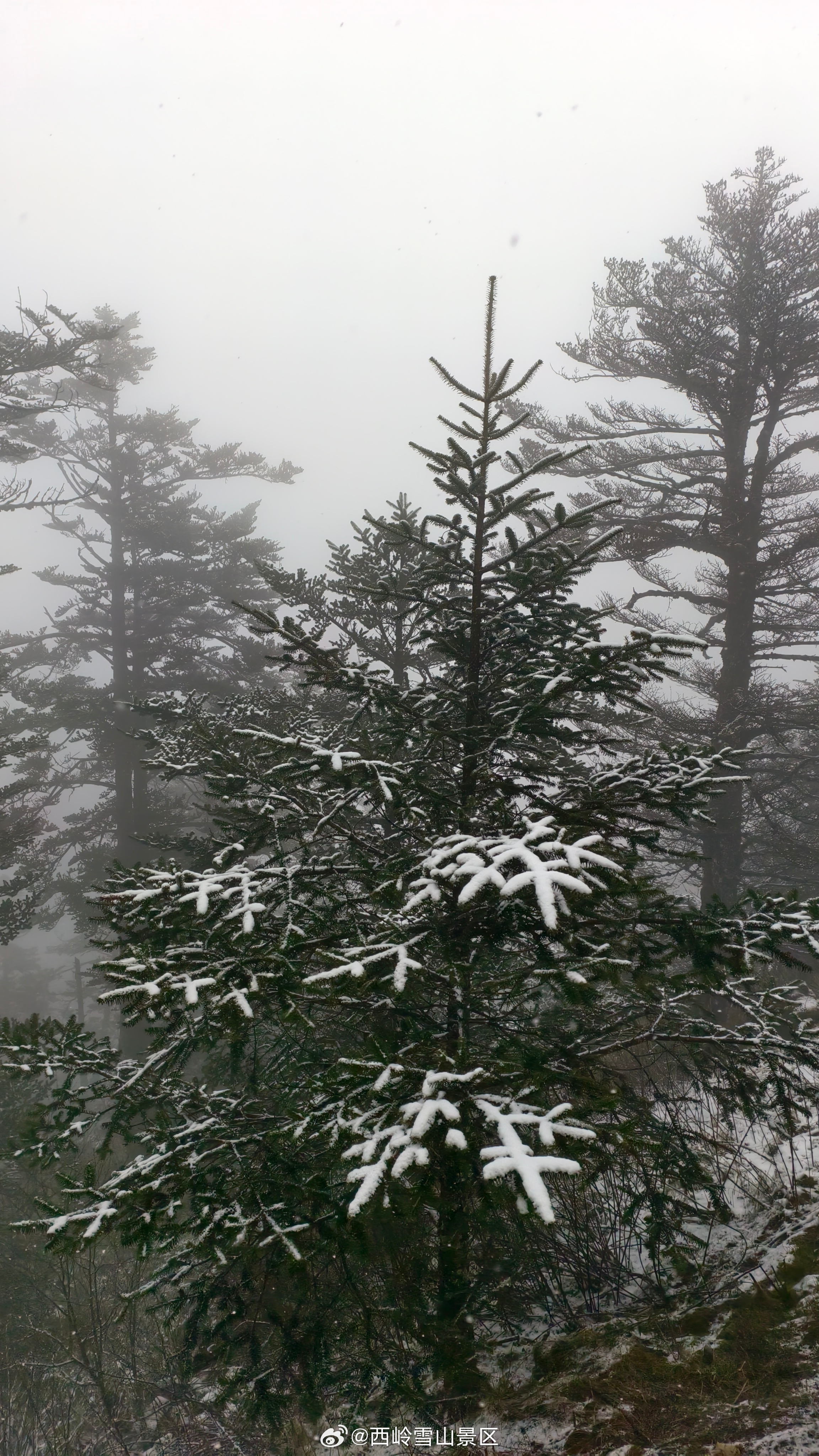 早安，西岭。西岭雪山的春雪，是四月最浪漫的早安问候。#西岭雪山##下雪啦#