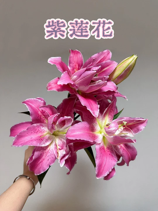 莲花百合系列之紫莲花🩷