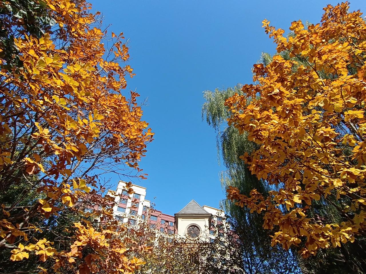 秋意晕染枝头
城市角落成了调色盘
金黄的叶
在蓝天映衬下璀璨如星
银杏枝桠
洒落