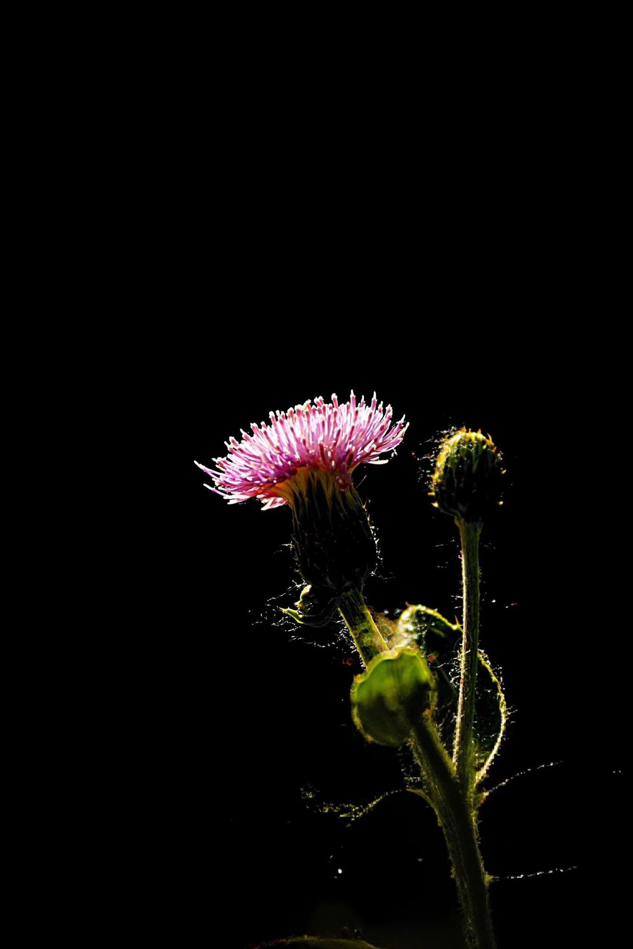 光影野花。花与光影的浪漫