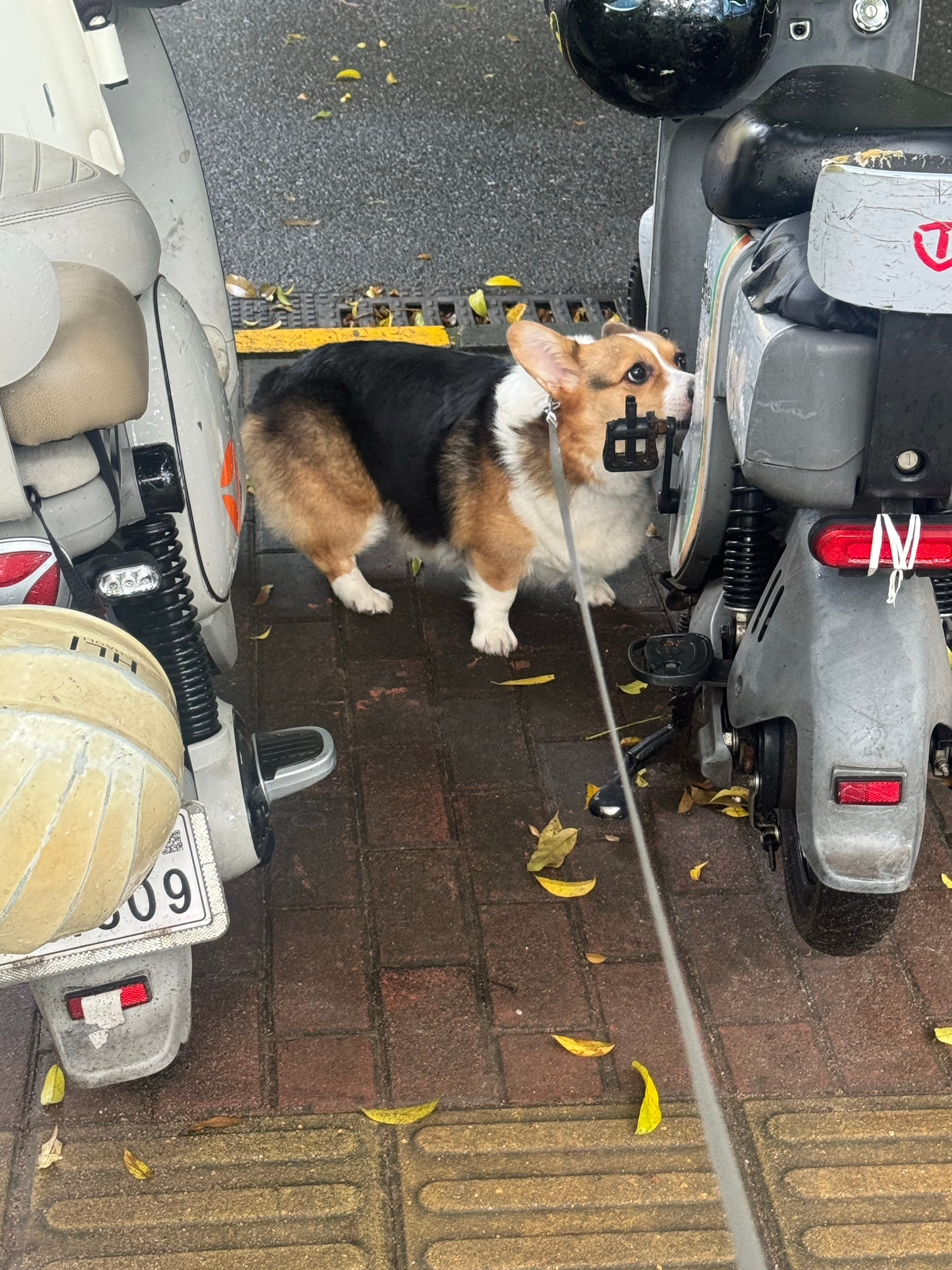 我宝宝蛋挞大王！ 