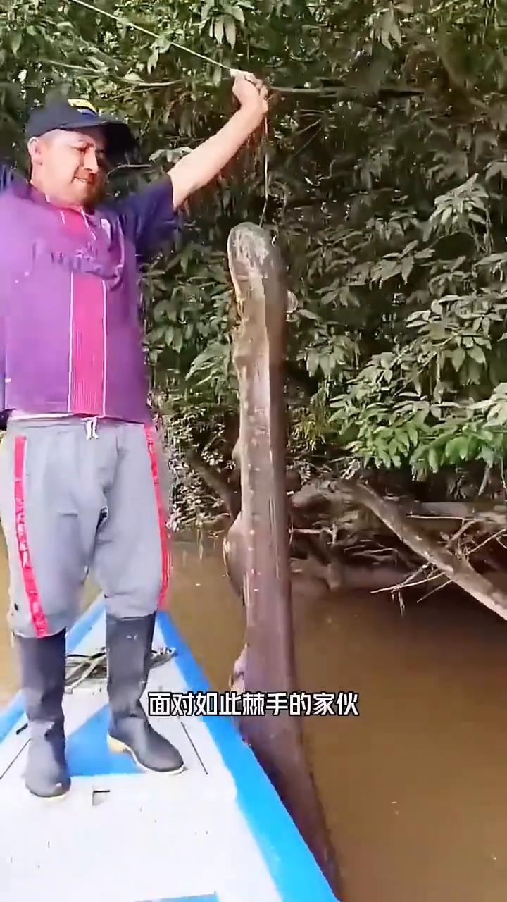 注意看，水中有一根条状物在摆动，男人抓过来绑在树上的尼龙绳往上提，一个鱼头露了出