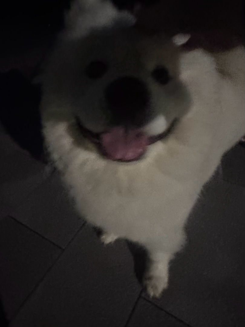 雨后第一时间出门猎艳，果然给我猎到一只美丽大白馒头，我夸它漂亮，它就冲着我来了个