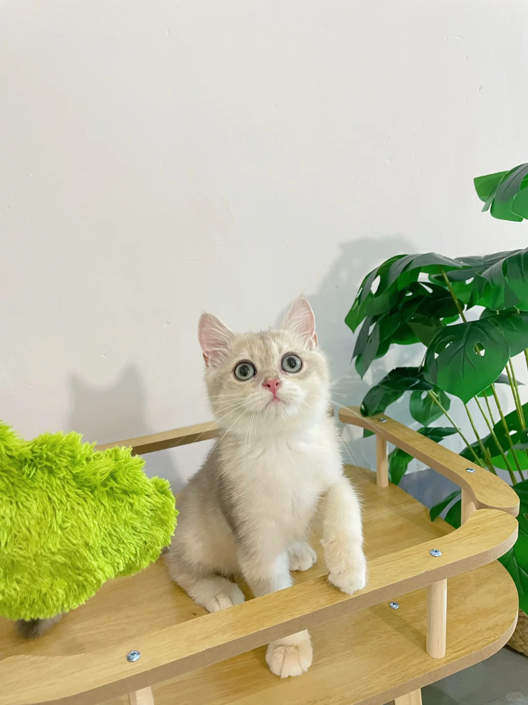 现猫蹲家🍭英短ay12蓝金弟弟