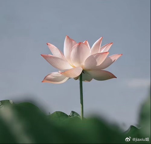 当你的认知越来越高时，你会开始真正理解身边的每一个人，没有好坏，没有对错，只是处