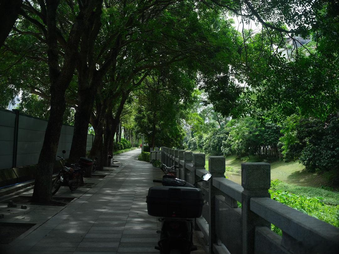 绿意浓浓的一天，户外奔走的每一天户外记录生活扫街 富士GFX50S R50 2E