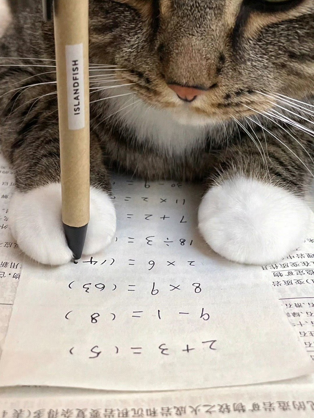 周末了，猫咪还没写完作业