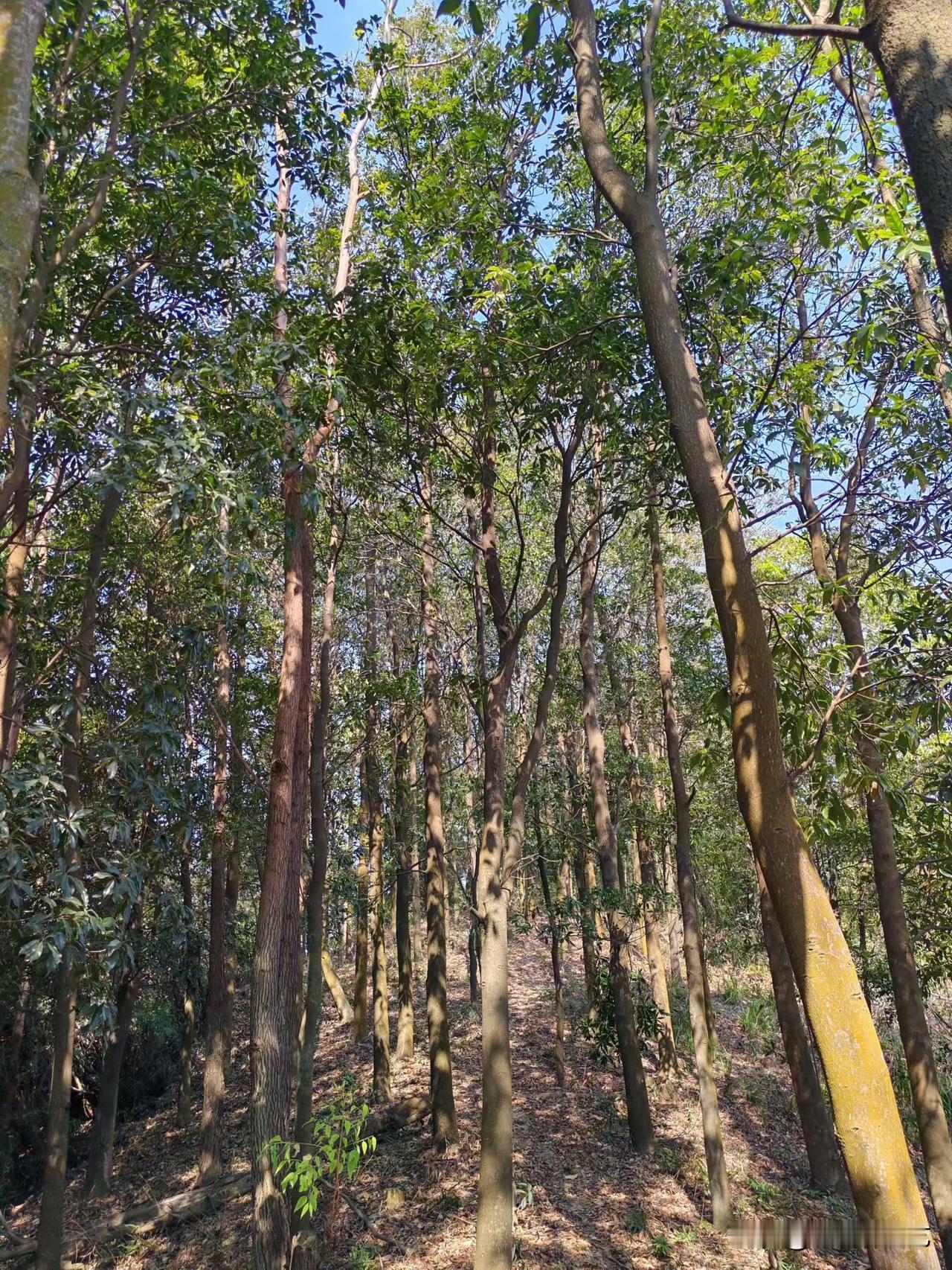 今年冬天的不同林间枝叶织成绿穹，阳光漏下在树身与枯叶上烙出光斑，细瘦的树干错列成