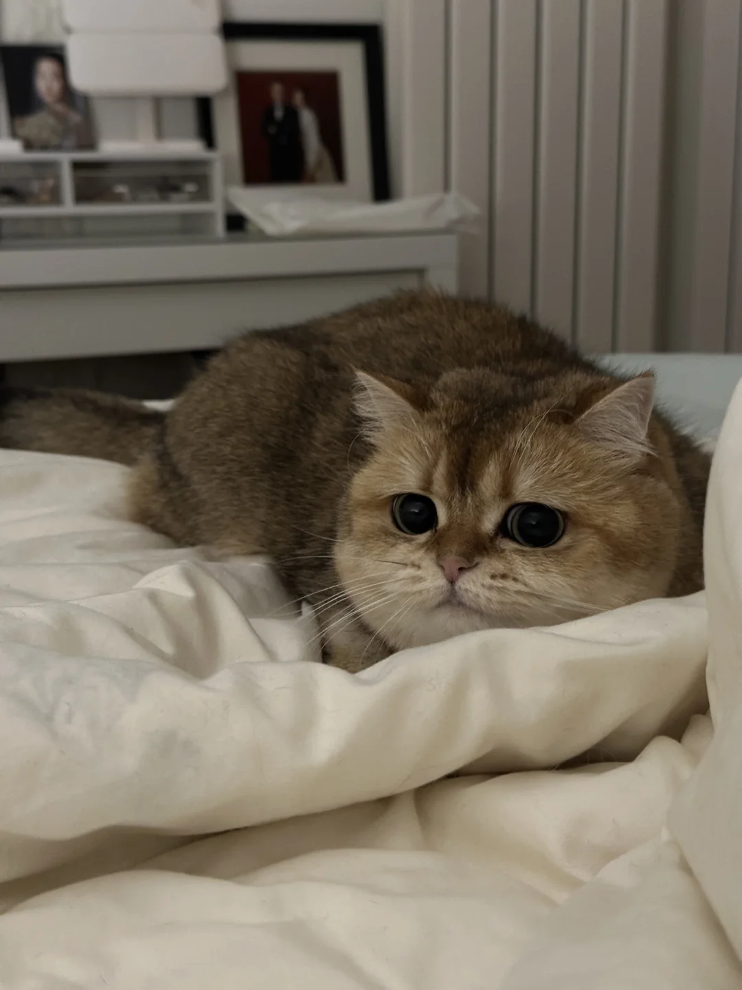 大眼仔噜噜