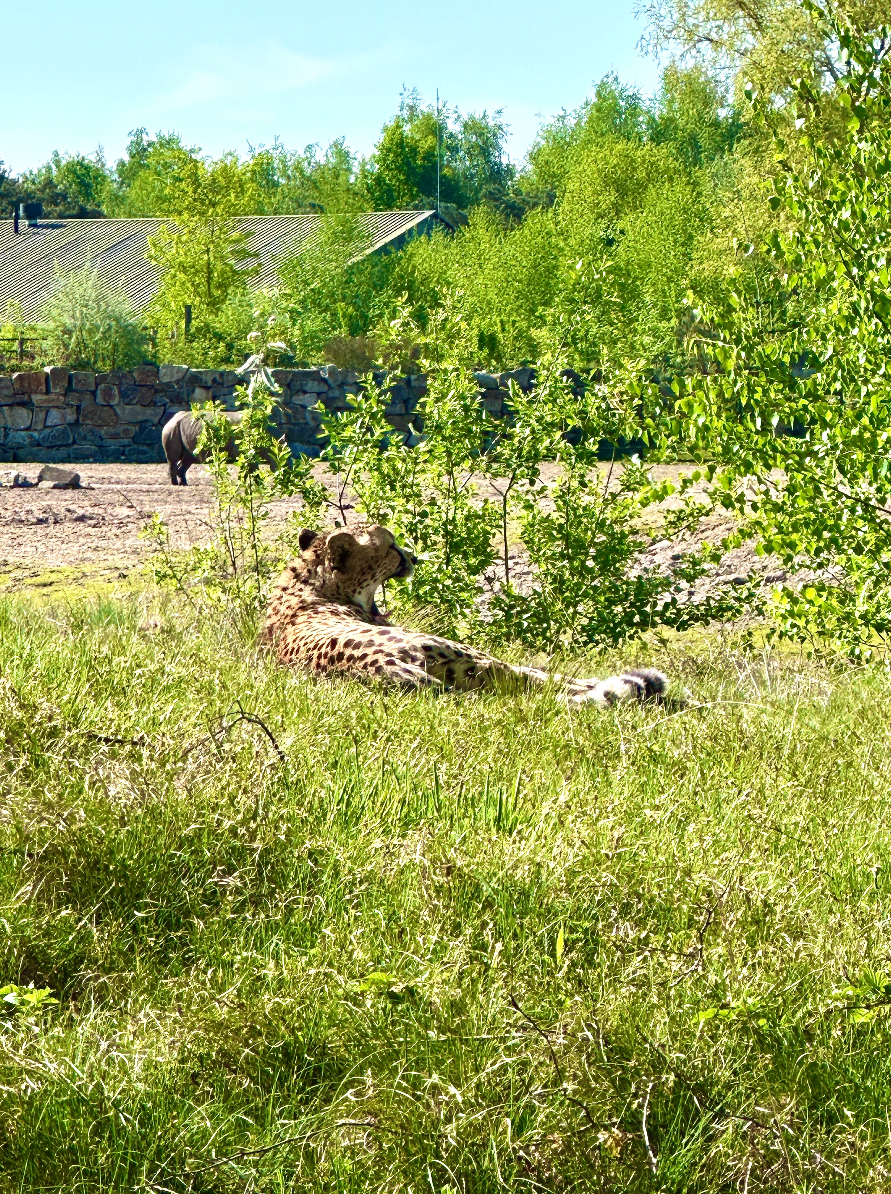 📎｜🥕🐆🐘🦌🦒… ​​​