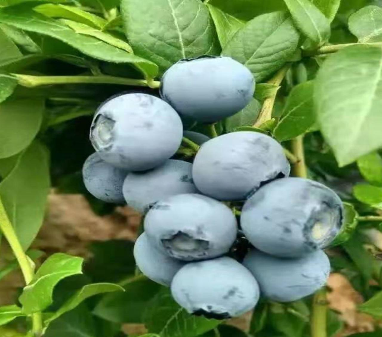 太冤枉了！蓝莓上的白霜，居然被当成霉点搓掉！事实上这层白霜是保护果粉，能吃、有营