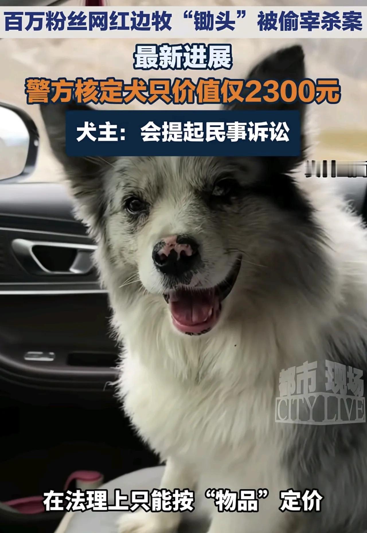 陪伴9年的百万粉丝边牧“锄头”被偷卖，警方核定价值为2300元。狗主人郭先生称不