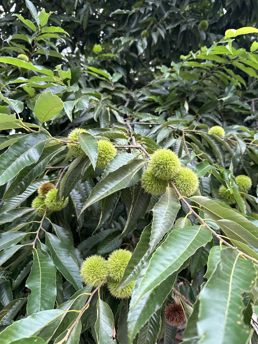 这个东西在你们那里叫什么？