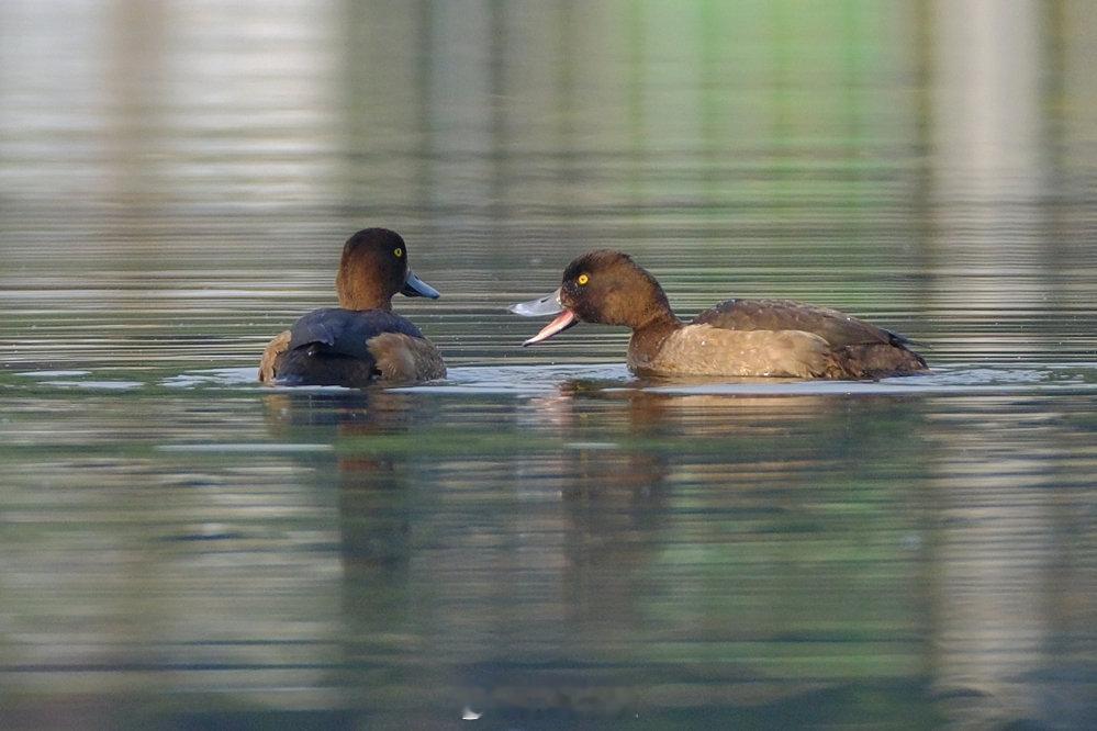 【稀客来访！两只潜鸭随冷空气潜入宁波日湖 】12月1日，宁波日湖公园现两只凤头潜