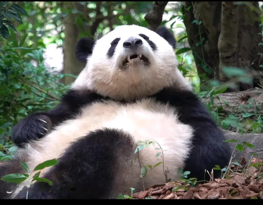 大熊猫花花呲牙咧嘴，不知道骂的啥，反正很难听！哈哈，挺可爱！
它是嫌窝窝头难吃？