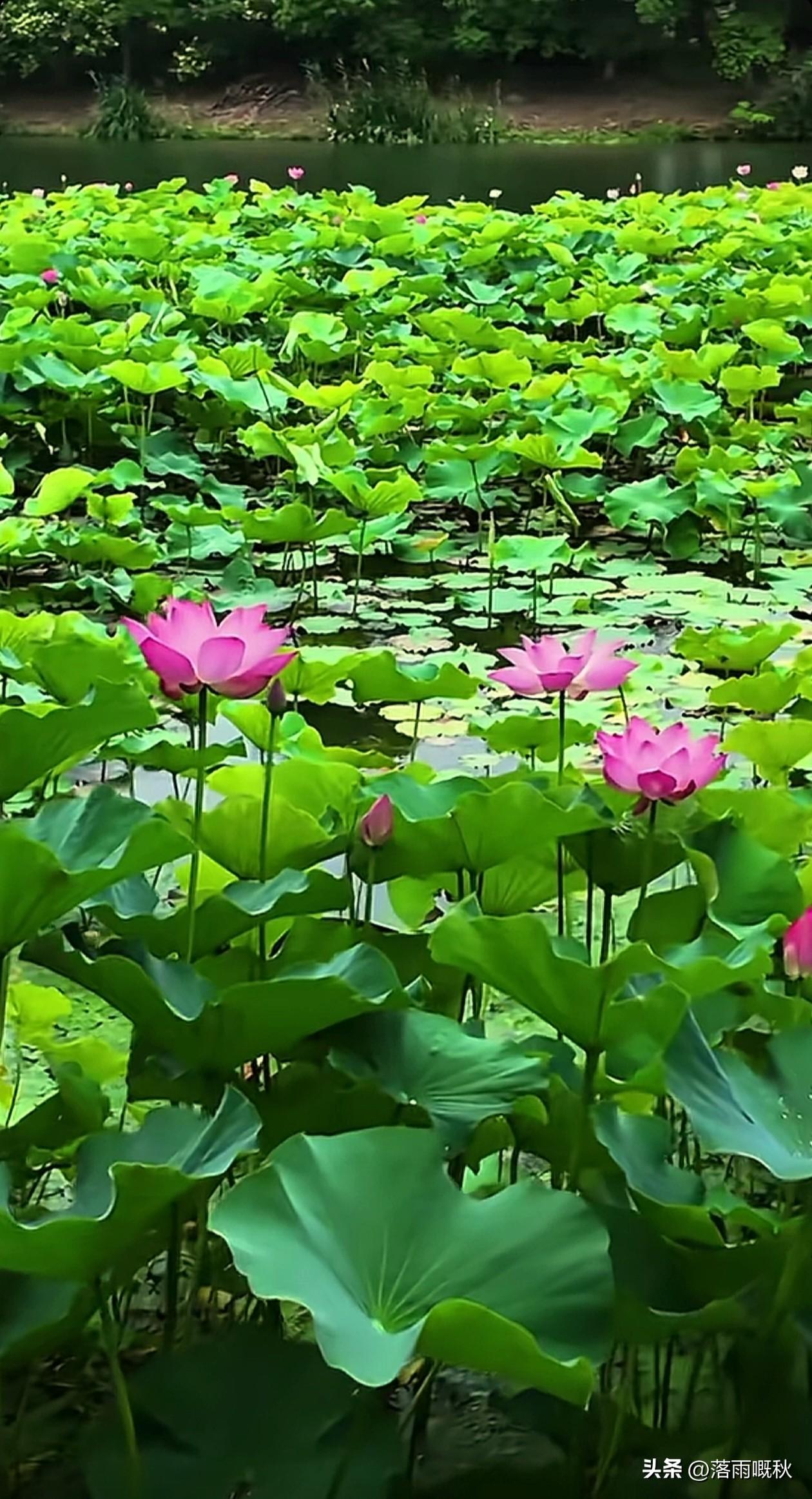 为荷而来，因荷而醉，又是一年荷花季。