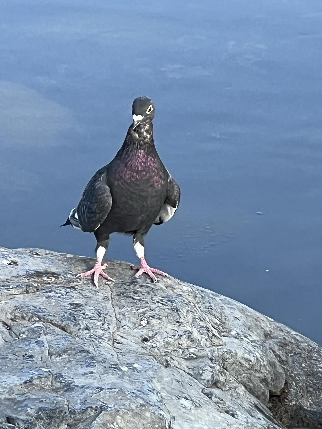 【原创】江边独鸟立，风起水生波。