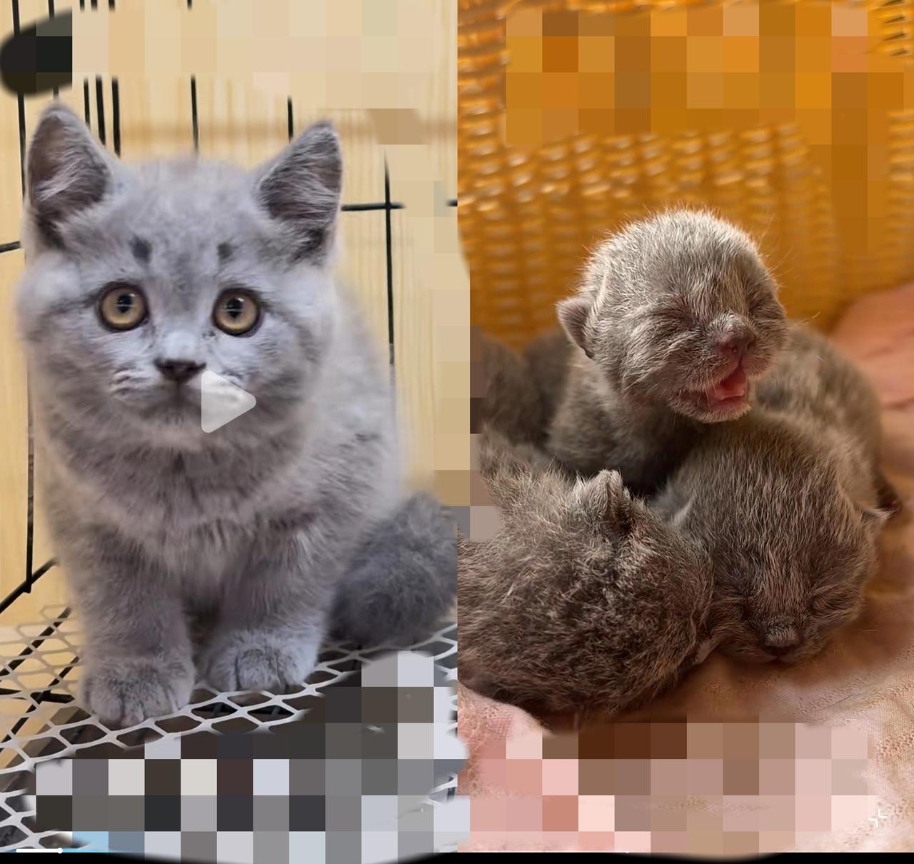 家人们，谁懂啊！
        前几天去朋友家，竟碰上他家蓝猫难产去世，只留下
