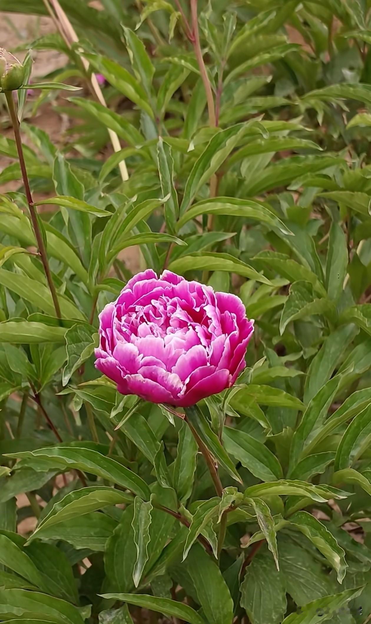 芍药园里冷暖花色相映成趣，玫粉花团层层叠叠，瓣边晕着柔和白边，饱满蓬松如云霞；纯