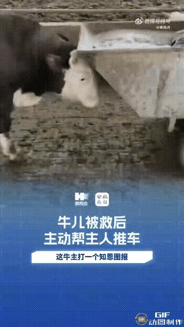 万物皆有灵！老牛知恩图报，用行动诠释最质朴的善良
 
万物皆有灵！安徽，一对夫妻