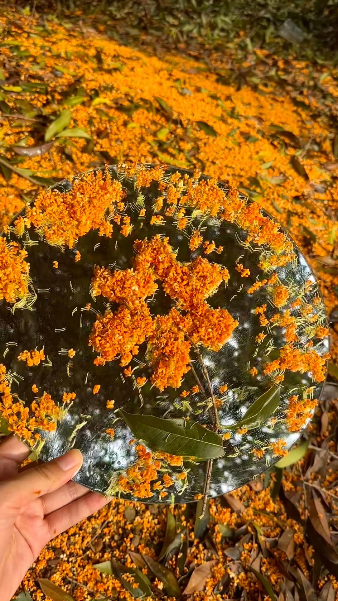 秋天的🍂拍过我的肩膀👏