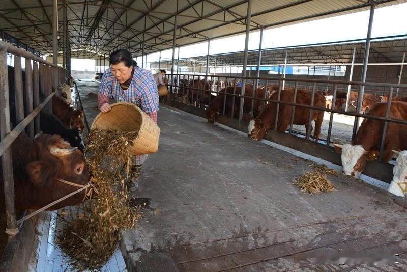 牛的寿命受很多因素影响，一般在15到20年。但实际生活中，大部分牛活不了这么久。