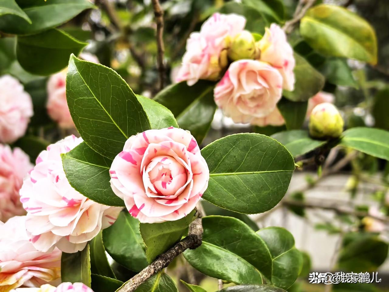 粉色的百合花也太治愈了吧！
治愈的清晨，雾轻轻散开，露水挂在草叶上，像一颗颗小小