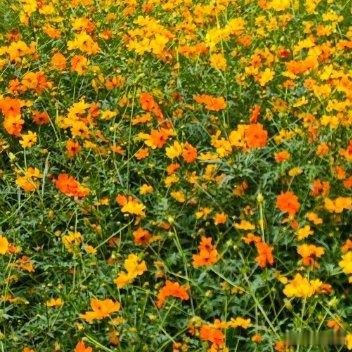 🌥 在车马喧嚣的日常里，修一颗清净之心，并非远离尘世，而是学着与纷扰共存。以平