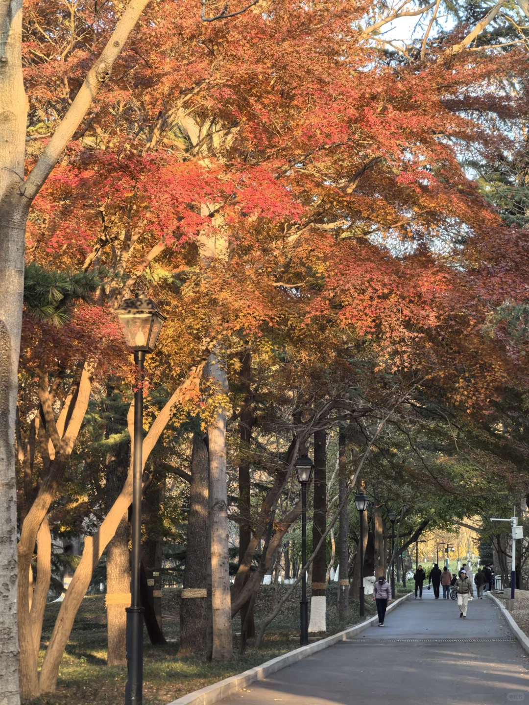 青岛 刚刚入冬的中山公园